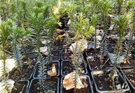 Araucaria araucana